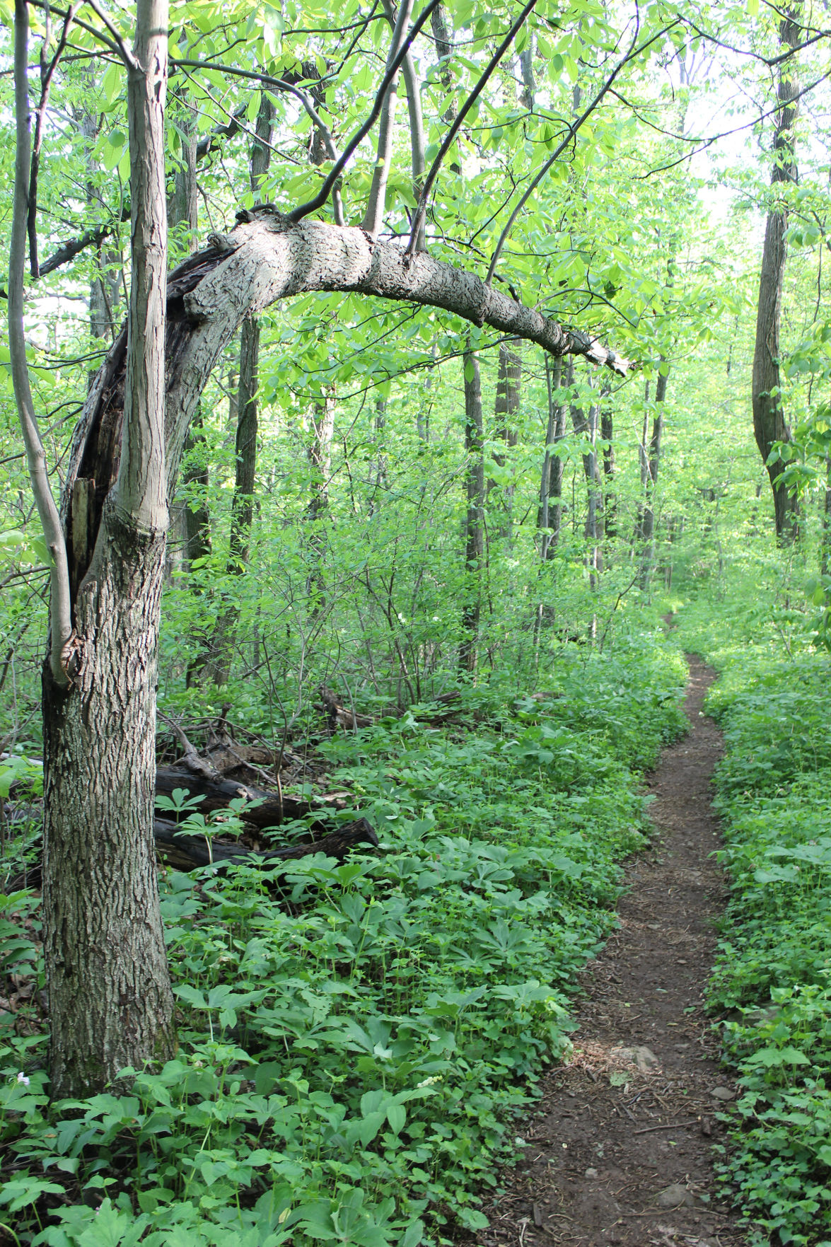 Trillium Trail at the Thompson Wildlife Management Area VA